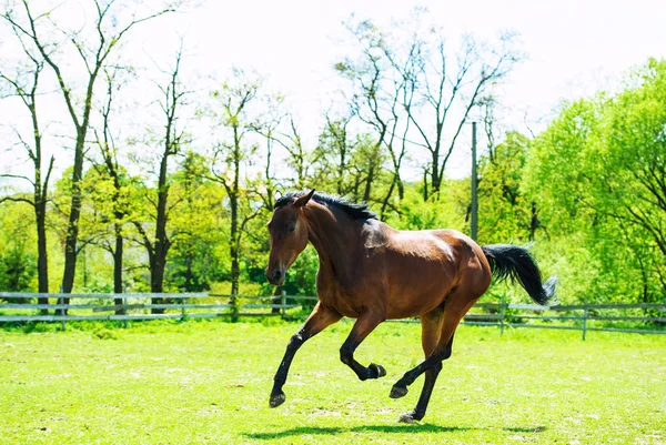 Cavalo de corrida — Fotografia de Stock