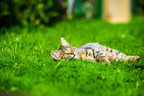 Niedliche Katze auf grünem Gras — Stockfoto