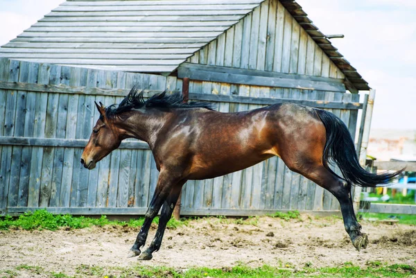 馬の実行 — ストック写真