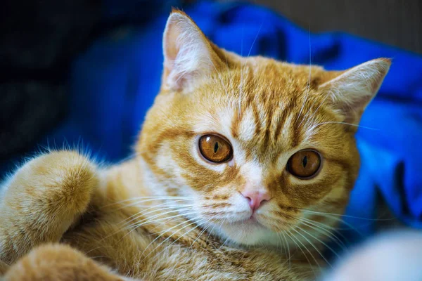 かわいい猫 選択的フォーカス — ストック写真