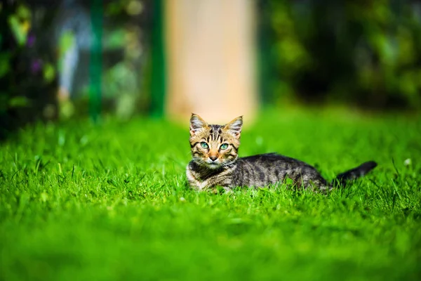 Gato bonito na grama verde — Fotografia de Stock