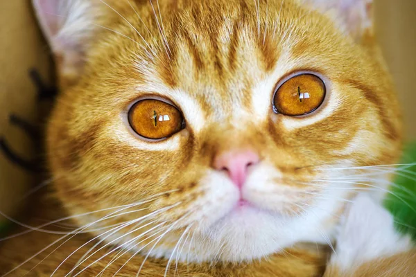 Красиві кішка — стокове фото