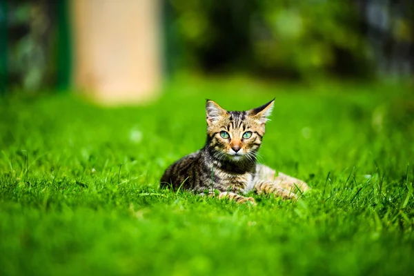 Ładny kot na zielonej trawie — Zdjęcie stockowe