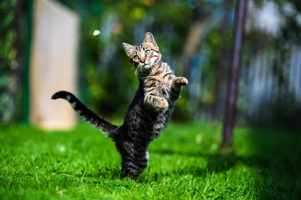 Schattig kat op groen gras — Stockfoto