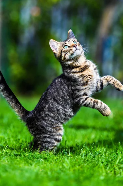 Schattig kat op groen gras — Stockfoto