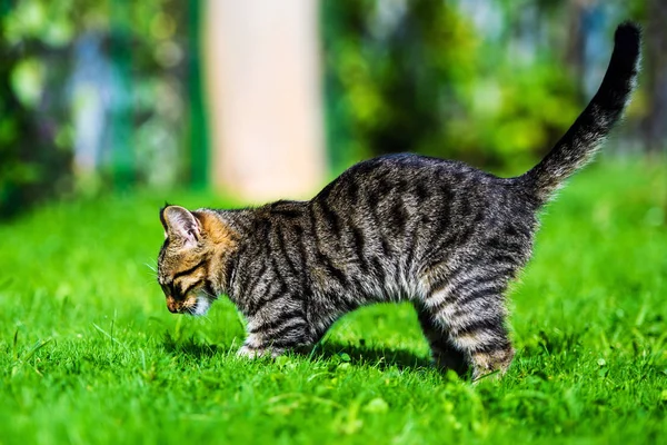 Yeşil çimenlikteki sevimli kedi — Stok fotoğraf