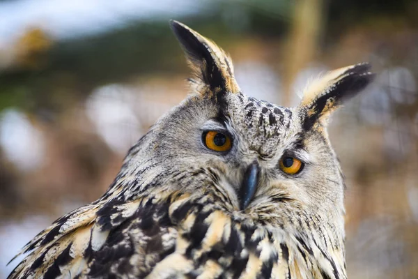 scenic view of cute owl at nature