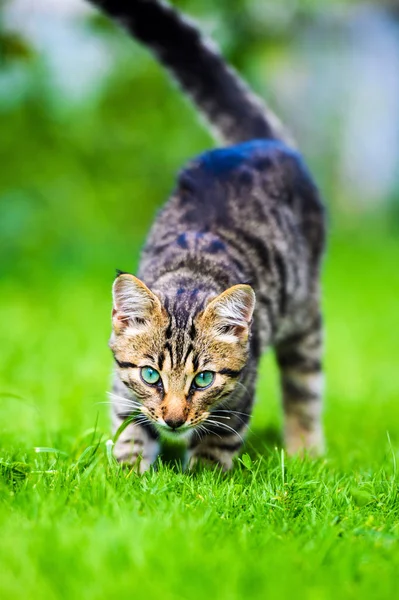 Niedliche Katze auf grünem Gras — Stockfoto