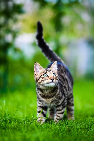 Cute cat on green grass