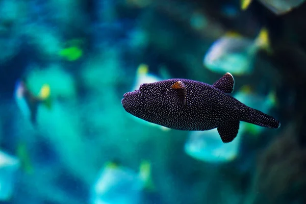 Peixe-balão — Fotografia de Stock