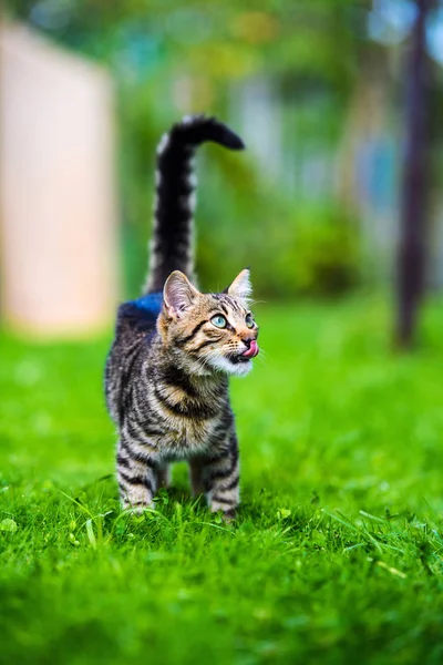 Cute cat on green grass