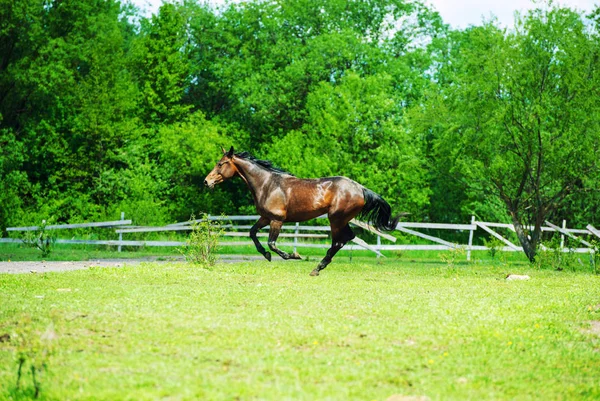 馬の実行 — ストック写真