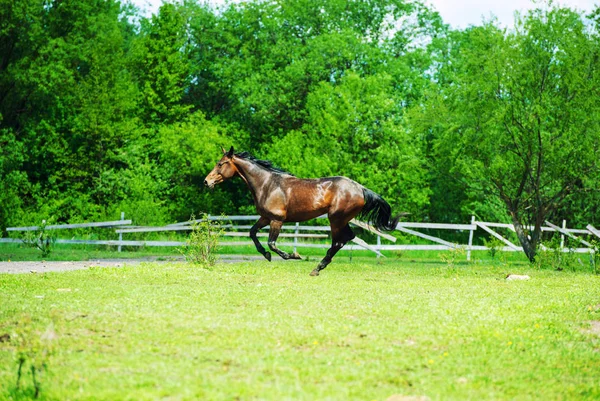 Laufpferd — Stockfoto