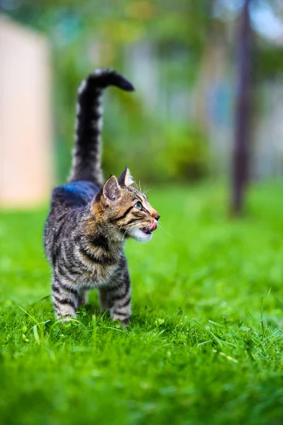 푸른 풀 위에 있는 귀여운 새끼 고양이 — 스톡 사진