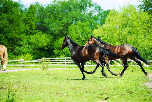 Cavalli da corsa — Foto Stock