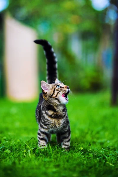 Cute cat on green grass — Stock Photo, Image