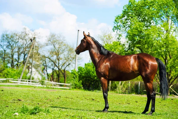 Cavalos em um pasto de verão — Fotografia de Stock