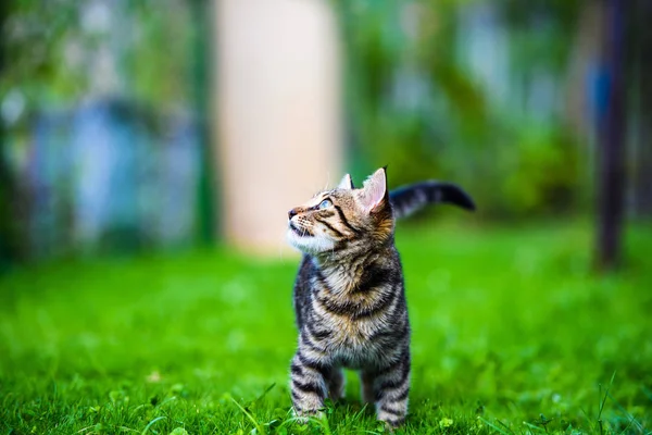 Schattig kat op groen gras — Stockfoto
