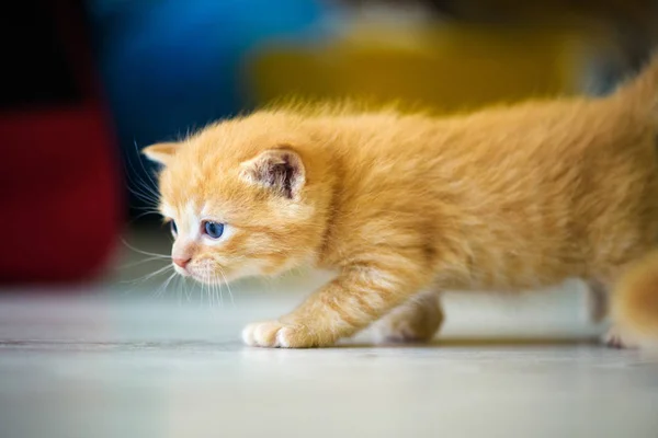 Niedliche kleine Kätzchen — Stockfoto