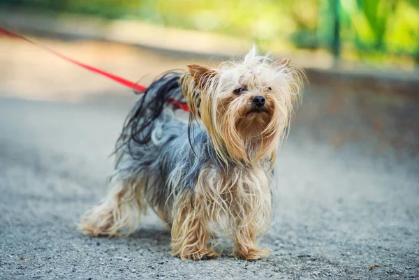 Dışarıda oynayan köpek — Stok fotoğraf