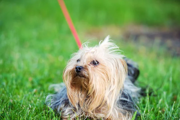 Dışarıda oynayan köpek — Stok fotoğraf