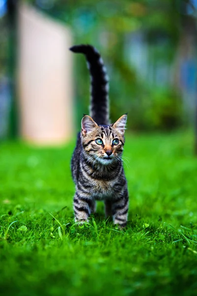 Roztomilý kočka na zelené trávě — Stock fotografie