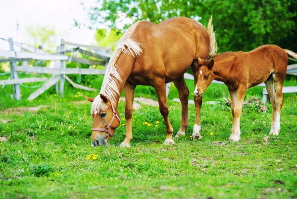 Égua e potro em um pasto juntos — Fotografia de Stock