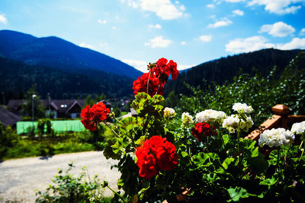 Красивый фон весенних цветов
