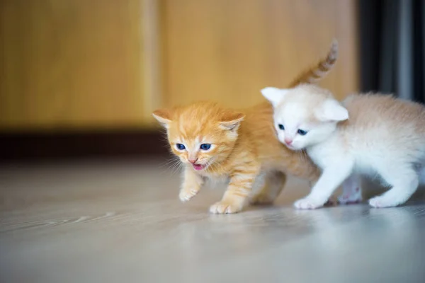 Χαριτωμένο μικρό γατάκια — Φωτογραφία Αρχείου