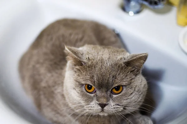 Gato engraçado na pia do banheiro — Fotografia de Stock