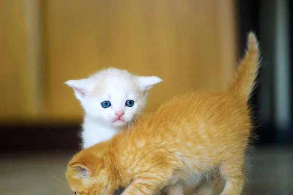 귀여운 작은 고양이 — 스톡 사진