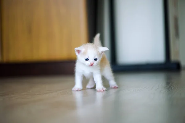 귀여운 작은 고양이 — 스톡 사진