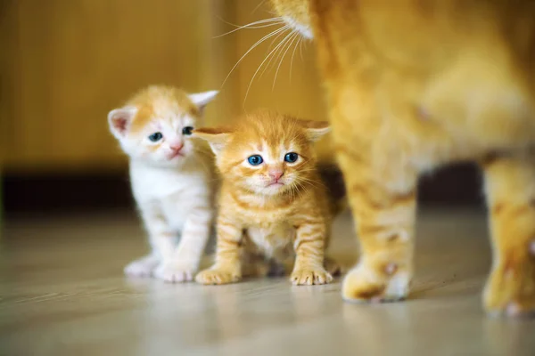 Sevimli küçük kedi yavrusu — Stok fotoğraf