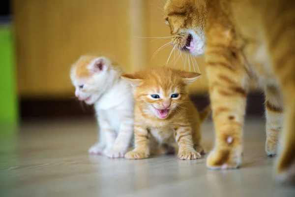 Gattino e gatto madre — Foto Stock