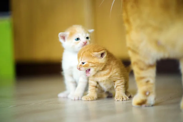 Gatinhos bonitos — Fotografia de Stock