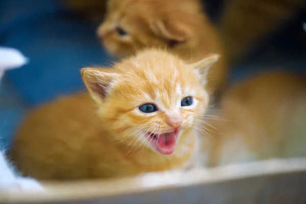 Aranyos kis cica — Stock Fotó