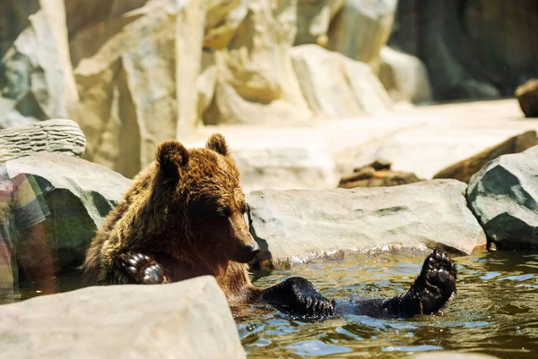 ヒグマのカブが遊んで水の中で転がる — ストック写真