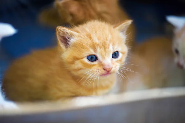 Lindos gatitos — Foto de Stock