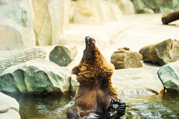 Marrón oso cachorro jugando y rodando en el agua —  Fotos de Stock