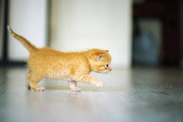 Lindo gatito — Foto de Stock