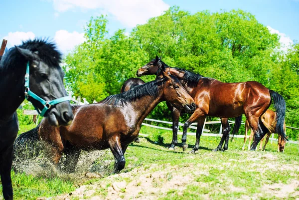 Caballos en un pastizal de verano —  Fotos de Stock