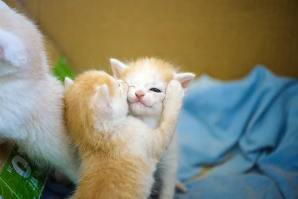 Sevimli küçük kedi yavrusu — Stok fotoğraf