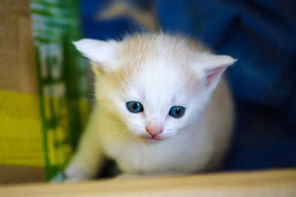 Lindo gatito — Foto de Stock