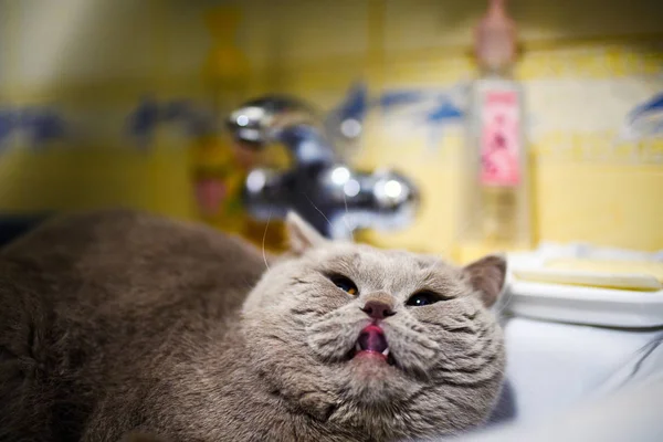 Gato divertido en el lavabo del baño — Foto de Stock