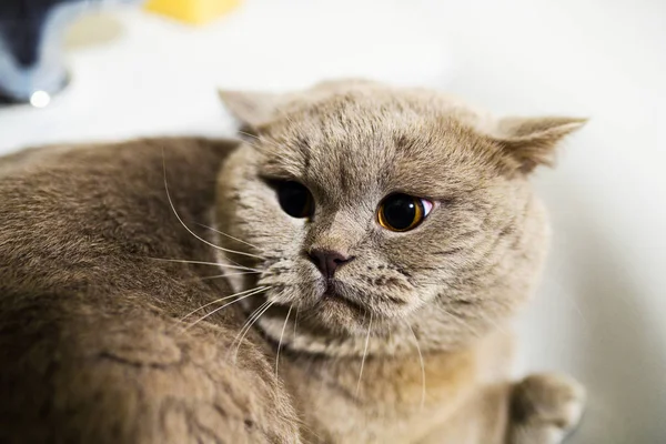 Rolig katt i badrummet sjunker — Stockfoto