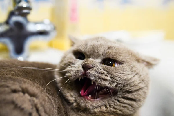 Kızgın kedi. — Stok fotoğraf