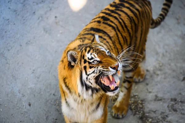 Mooie amur tijger — Stockfoto