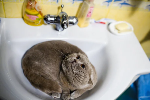 Gato descansa en el lavabo del baño — Foto de Stock