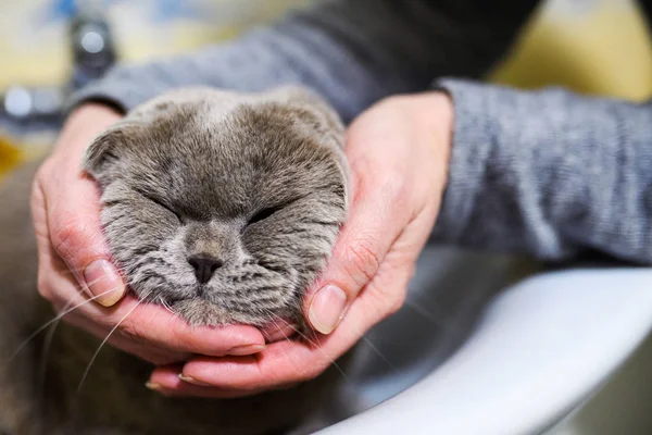 Human hands holding cute cat's head — Stock Photo, Image