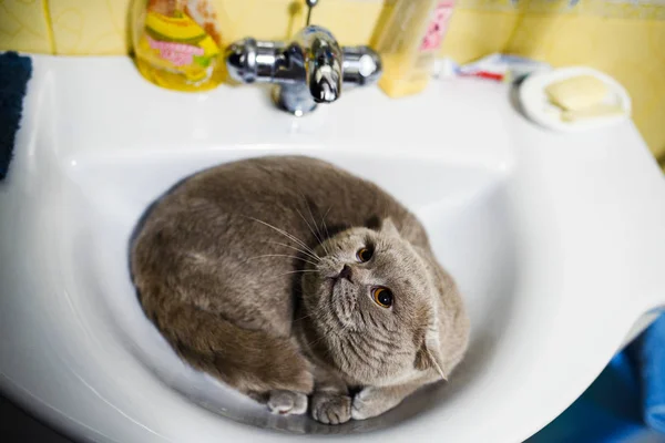 Gatto divertente nel lavandino del bagno — Foto Stock